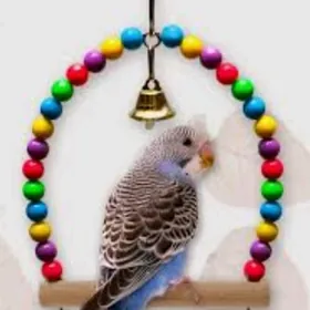 Попугай клетка .и Корум