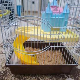 Продаються 2 хомяка