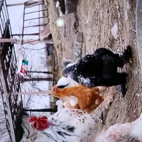 brama towuk yumurtga