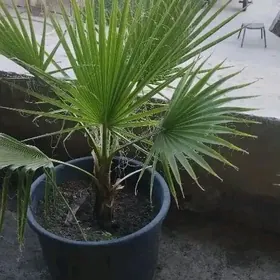 Satlyk waşington palma nahaly