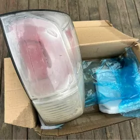 Tacoma morda stopnik