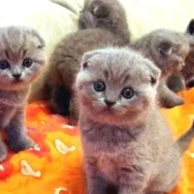 Шотландские Котята