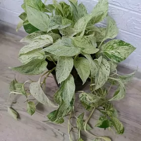 ЭПИПРЕМНУМ