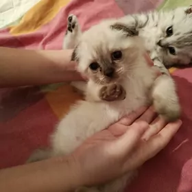 шотландские котята