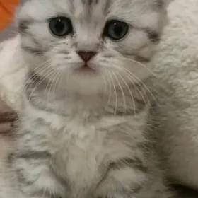 шотландский котенок