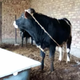 Tohum Gibrit Öküzler 3 Sany