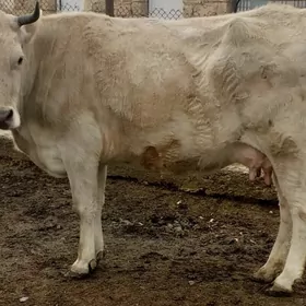 Tohum sygyr 3 aýlyk bogaz