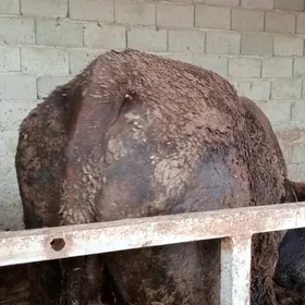 öküz 5sany  sygyr 1 tuwe 1