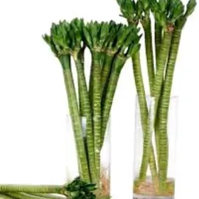 Bambuk  бамбук тигровый