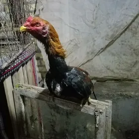 боес хораз жуже