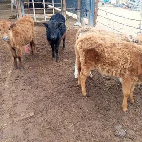 gøler medan işdàleri gowy