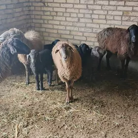 гузулы гойун