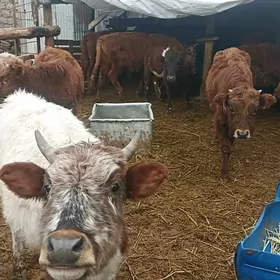 öküzçe tüwe öküz göle