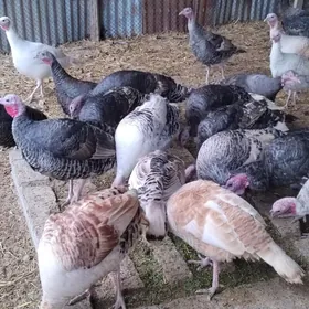 Индюк Юмуртга