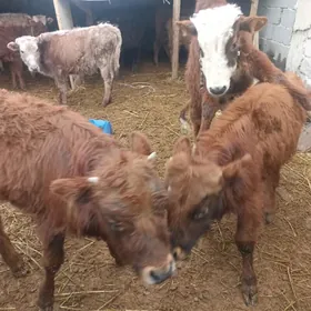 öküzçe tüwe öküz göle