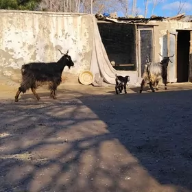 geçi owlakly goyyn guzuly