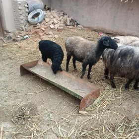 goýunlar we guzular