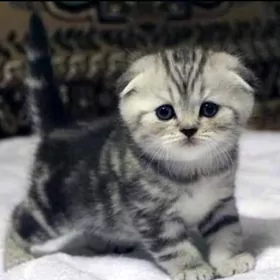 шотланский катята