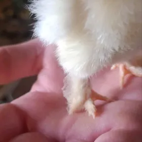 Brahma ... towuk jüýjeleri.