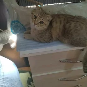 шотландский веслоухий