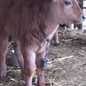 саглык сыгыр