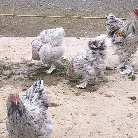 BRAMA MOTLED BLU JUJELER