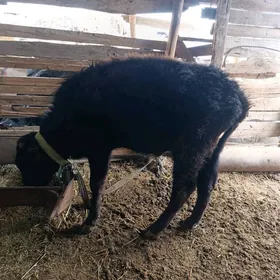 Öküz sygyr gulajyn