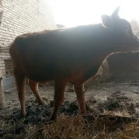 Bakılıp duran öküz