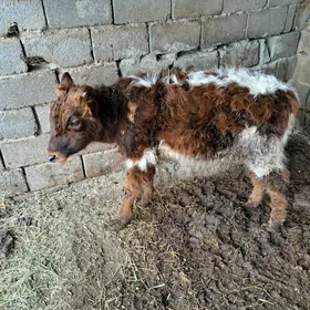 okuz 2 gapdalyndaky satlyk