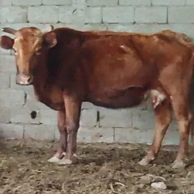 Голели  Сигир