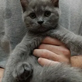 Шотландская девочка