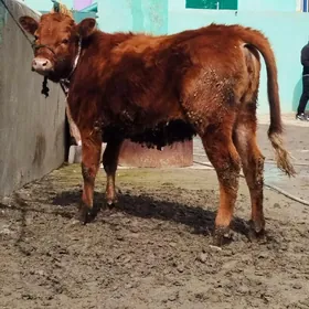 Tohum angus sygyr tuwe