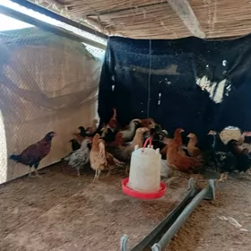 гигант джуджелер