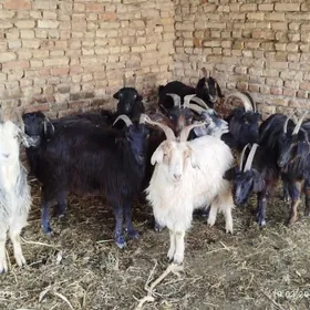 bogaz owlakly geciler.