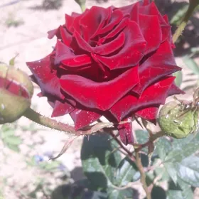 розы сортовые