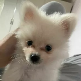 померанскиц шпиц