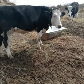 yaravoliski unajynlar