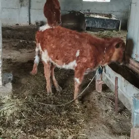 ² sany gulajy ýaş gole