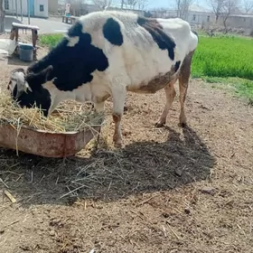 Göleli Ala sygyr gibirit tohum
