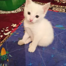 Домашние животные