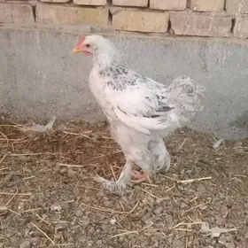 brama balgar jüje horaz