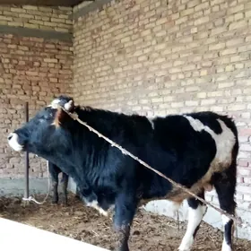 Öküzler Gibrit 3 Sany