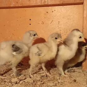 брама жуже блу