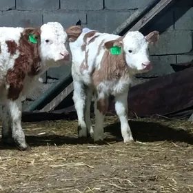 Simental Öküz Göle