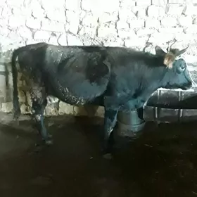 сыгыр гысыр