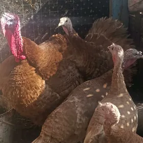 красны бурбон индюк