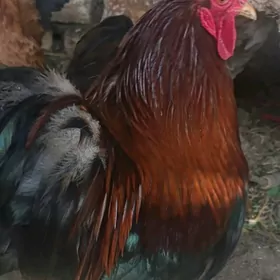 хораз товук