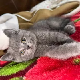 чистокровная шотландская