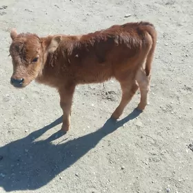 тана 1 айдан гечен уркачы етим