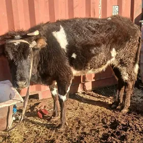 гысыр сыгыр